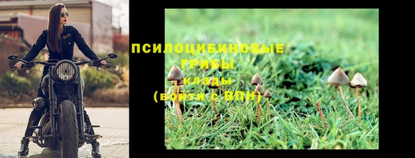 прущие грибы Абаза